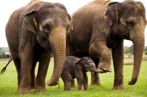 An Asian elephant calf (C) wanders among the adult herd in the elephant enclosure at Whipsnade Zoo in Bedfordshire, on July 28, 2009. The as-yet- unnamed calf was born six days ago weighing 126 kg. AFP PHOTO/Leon Neal (Photo credit should read Leon Neal/AFP/Getty Images)